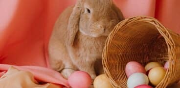 Tradiția Iepurașului de Paște. Semnificații și obiceiuri | Demamici.ro