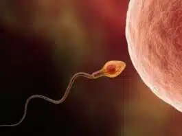 Săptămânile unu și doi de sarcină – Sarcina pe săptămâni VIDEO | Demamici.ro