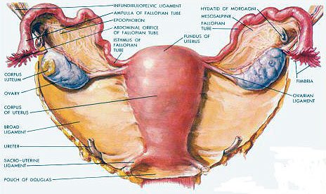 Uterul unicorn. Cum pot fi prevenite complicațiile în sarcină