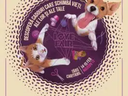 „Love Fair”, târgul caritabil care schimbă soarta animalelor fără stăpân | Demamici.ro